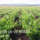 Vanzare butasi vita de vie de vin sau de masa