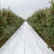 Vanzare folie agrotextil alb