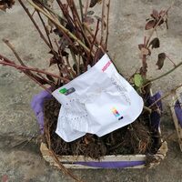 Imaginea miniatură a imaginii anunțului