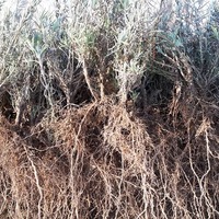 Imaginea miniatură a imaginii anunțului