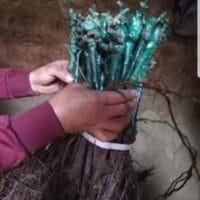 Imaginea miniatură a imaginii anunțului