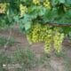 Vand struguri victoria