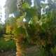 Vand struguri vin feteasca regala