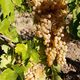 Struguri de vin de vanzare