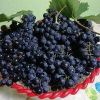 Imaginea miniatură a imaginii anunțului