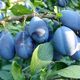 Prune de vanzare