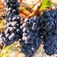 Vand struguri de vin