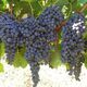 Struguri pentru vin de vanzare