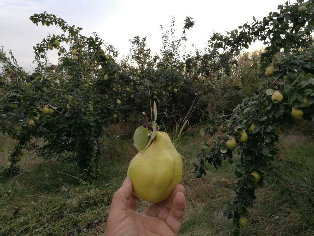 puieti pomi fructiferi pepiniera nalbant tulcea