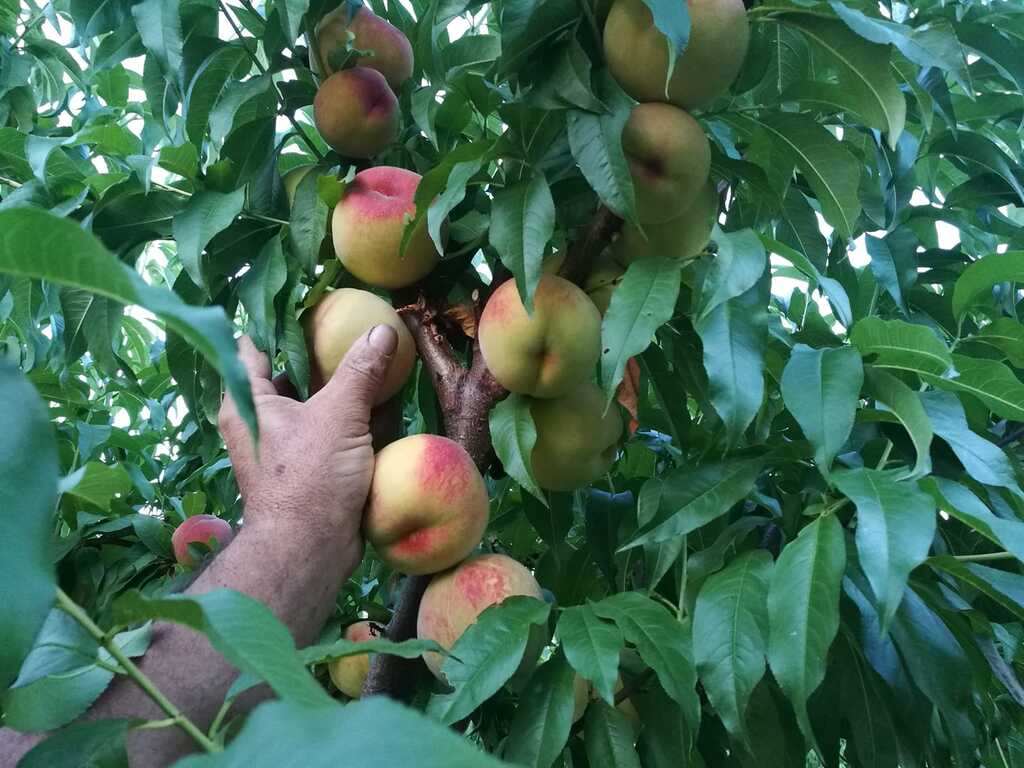 puieti pomi fructiferi pepiniera nalbant tulcea