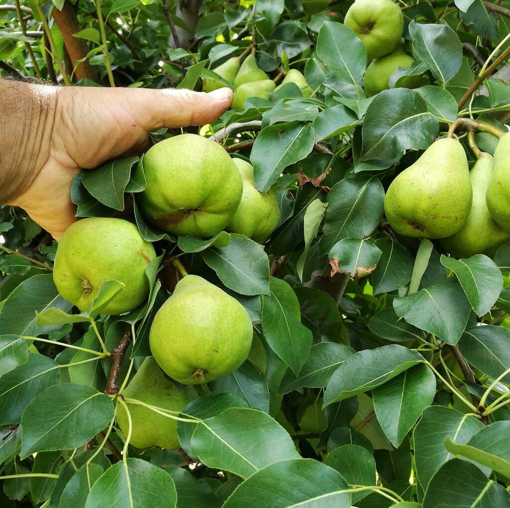 puieti pomi fructiferi pepiniera nalbant tulcea