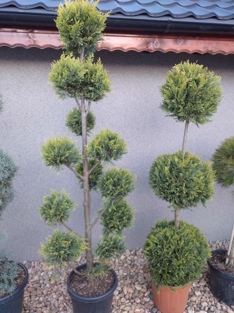 Pepiniera Videle - Pomi fructiferi certificați
