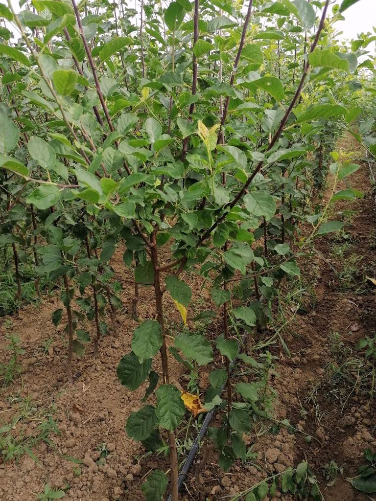 Pepiniera Videle - Pomi fructiferi certificați