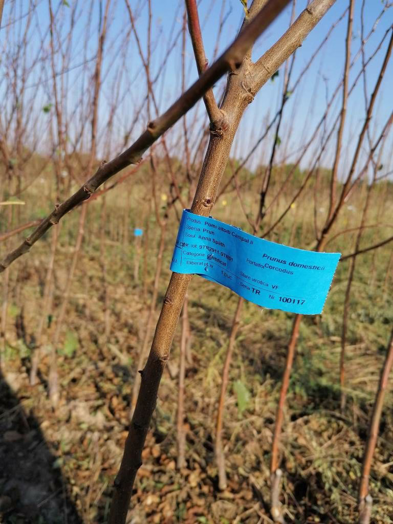 Pepiniera Videle - Pomi fructiferi certificați