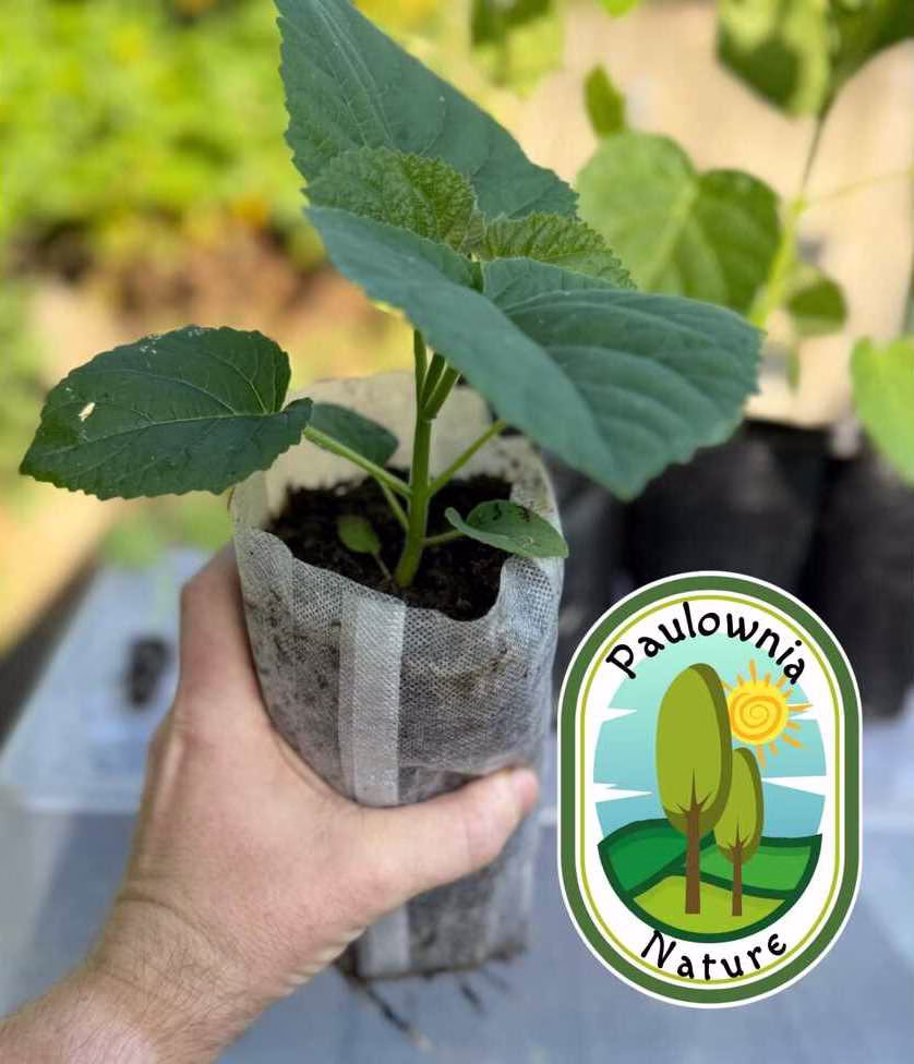 Puieti de Paulownia in pepiniera Paulownia Nature Vaslui