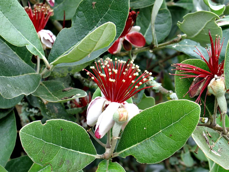 acca sellowiana Pepiniera Plantemania Bihor