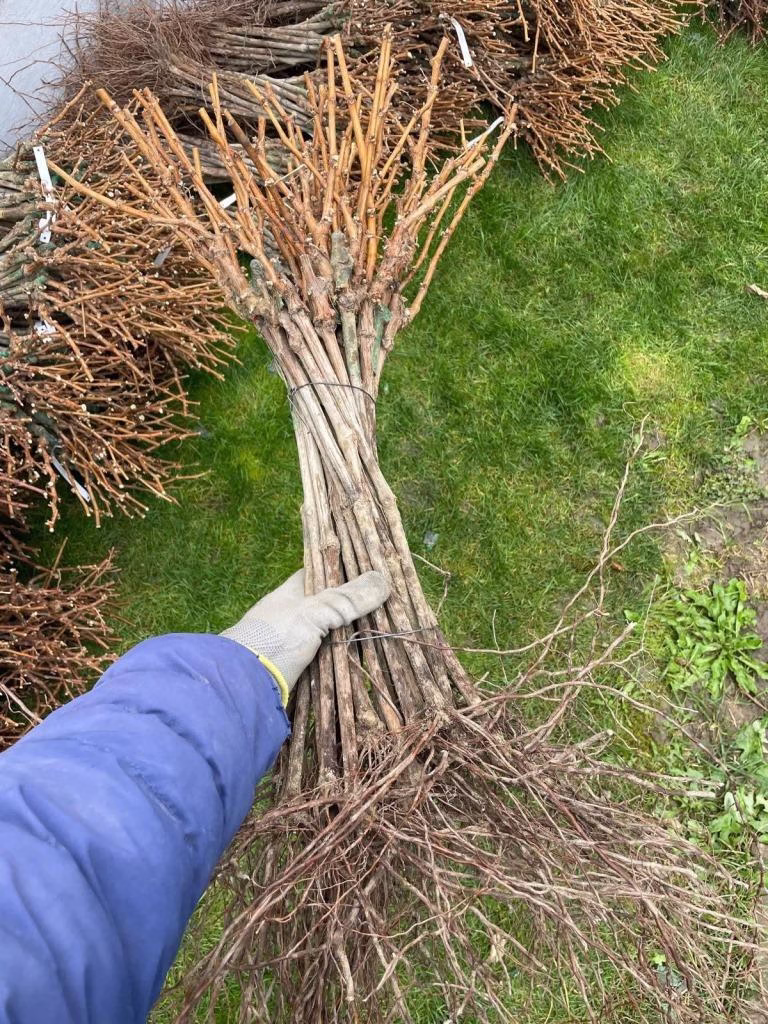 Butași de viță de vie altoiți și etichetați, produși la Pepiniera Morar pentru plantări de toamnă și primăvară