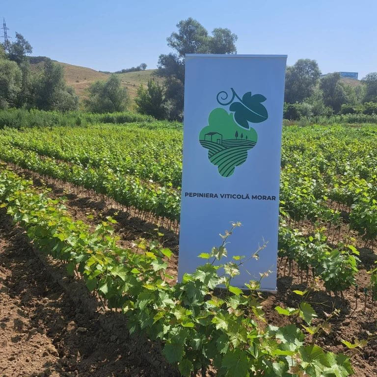 Butași de viță de vie altoiți și etichetați, produși la Pepiniera Morar pentru plantări de toamnă și primăvară