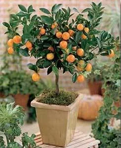 calamondin Pepiniera Plantemania Bihor