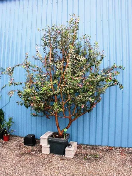 feijoa sellowiana Pepiniera Plantemania Bihor