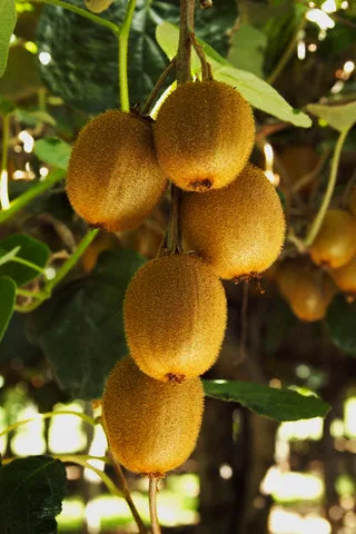 kiwi Pepiniera Plantemania Bihor