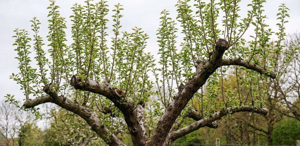Reacția unui măr bătrân la un an după tăierea de întinerire severă, arătând apariția viguroasă a lăstarilor lacomi pe structura veche