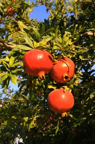 rodiu Pepiniera Plantemania Bihor