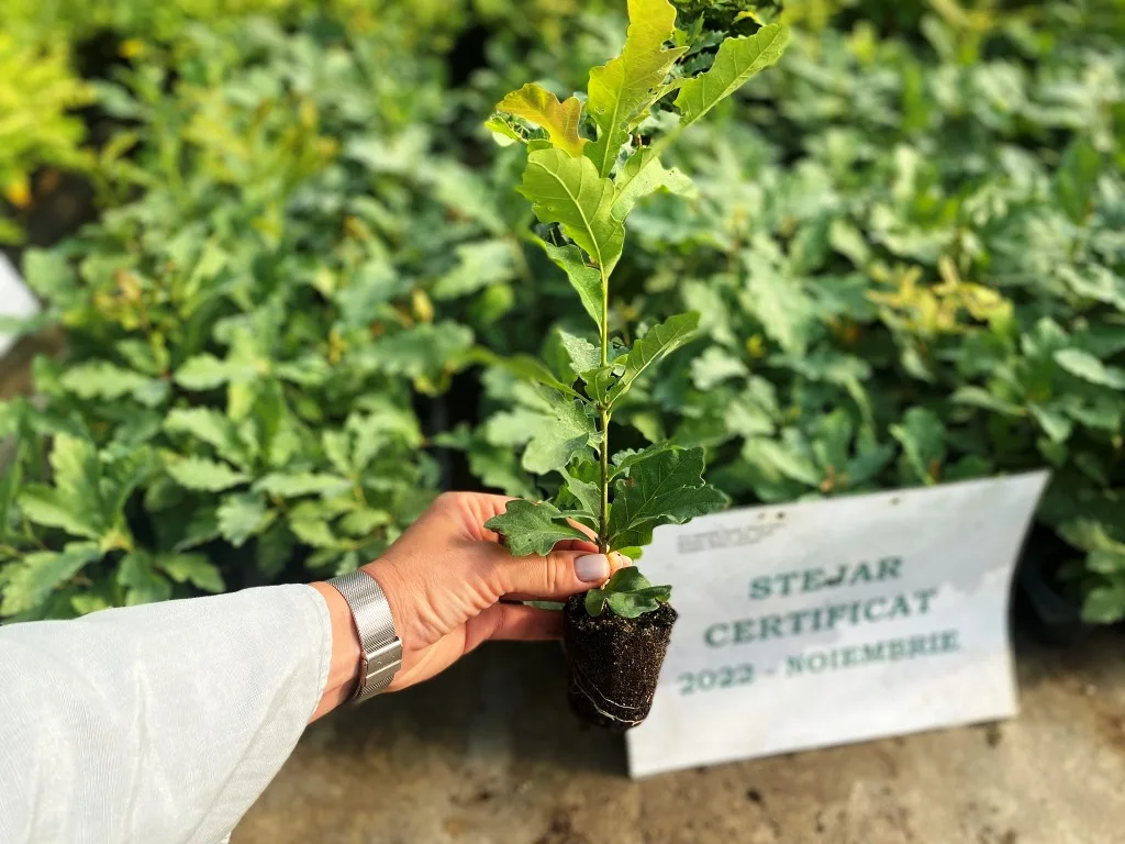 Pepiniera Seleuș - Bazarul Verde