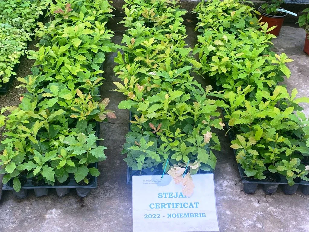Pepiniera Seleuș - Bazarul Verde