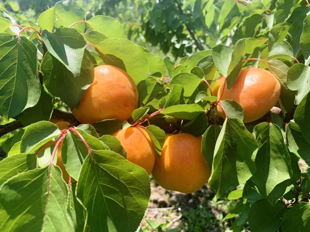 valori-nutritive-caise-tabel-jean-valnet