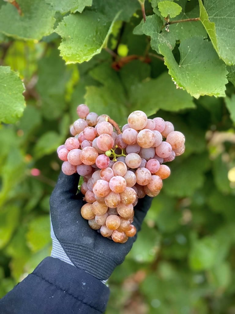 Butasi vita de vie de inalta calitate produsi de 4garden Ciumbrud