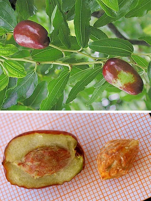 ziziphus jujuba Pepiniera Plantemania Bihor