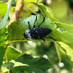 Zlătița neagră (Capnodis tenebrionis), gândac negru cu pete albicioase, pe o frunză de pom fructifer