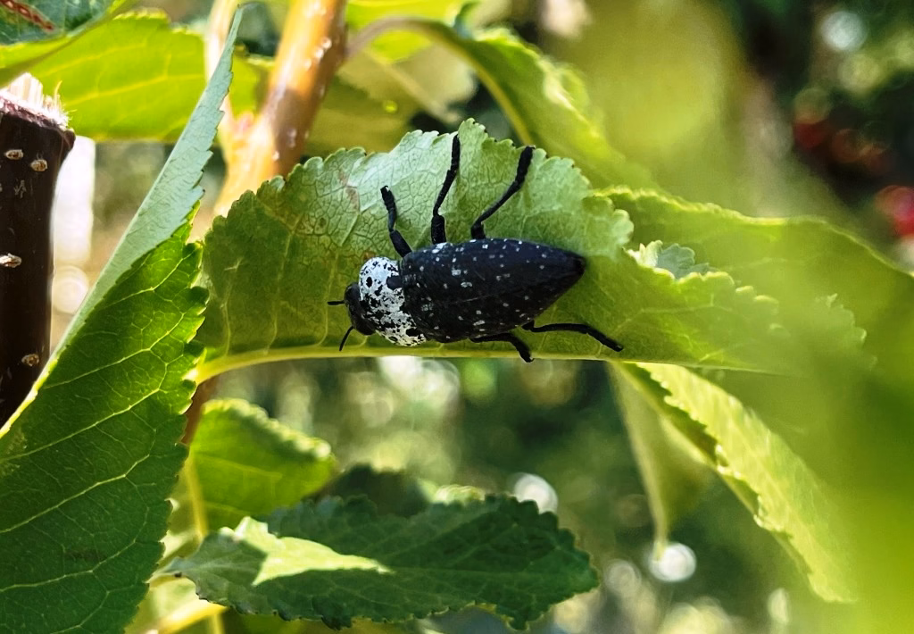 Zlătița neagră (Capnodis tenebrionis), gândac negru cu pete albicioase, pe o frunză de pom fructifer