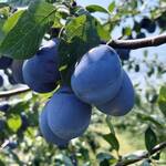 Prune proaspete în livadă — beneficiile prunelor, proprietăți și valori nutritive
