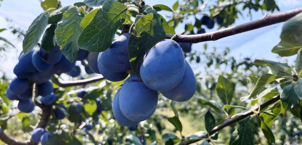 Prune proaspete în livadă — beneficiile prunelor, proprietăți și valori nutritive