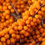fructe catina