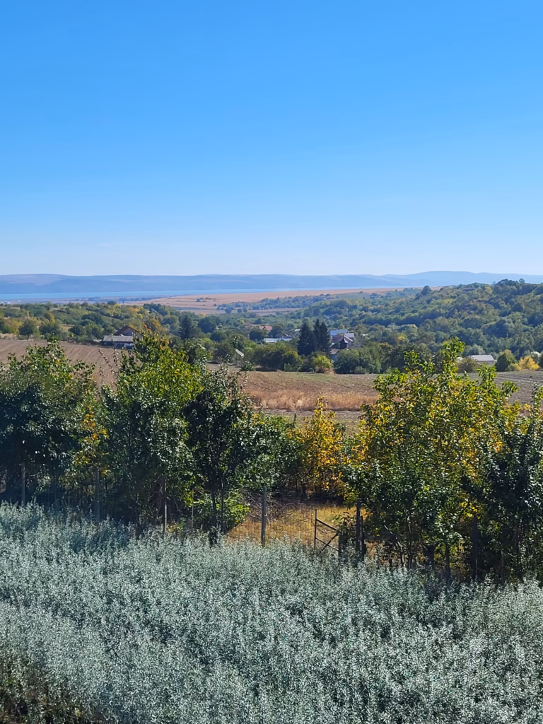 Pepiniera de cătină Orberry Farm pe dealurile de la Orbeni, Bacău