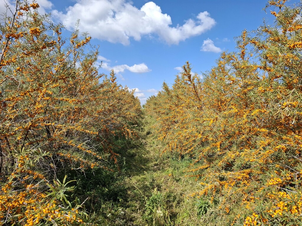 Rânduri de cătină din soiul Clara pe rod, în plantația-mamă Orberry Farm