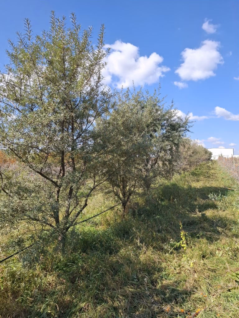 Plantă masculă de cătină din soiul Andros, polenizatorul