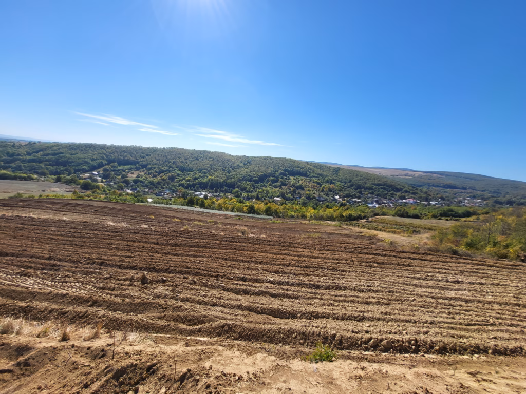 Teren arat adânc, pregătit pentru plantarea cătinei
