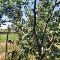 Imaginea miniatură a imaginii anunțului