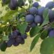 Vand prune