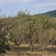 Mere de vanzare