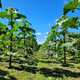 Vindem butasi lemnificati sau puieti de Paulownia Shantong, Tomentosa in Zalau