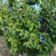 Vand prune de msasa sau tuica