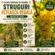 Struguri de vanzare - Feteasca regala - productie 2026