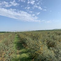 Imaginea miniatură a imaginii anunțului