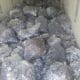 Vând prune de țuică în orce cantitate cu transport gratuit la domiciliu clientului pentru detali și