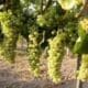 Vând struguri pentru vin, Riesling și feteasca, zona viticolă Dragasani